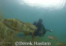 Mr T, with some of our friends in Capernwray. D200,10.5mm. by Derek Haslam 